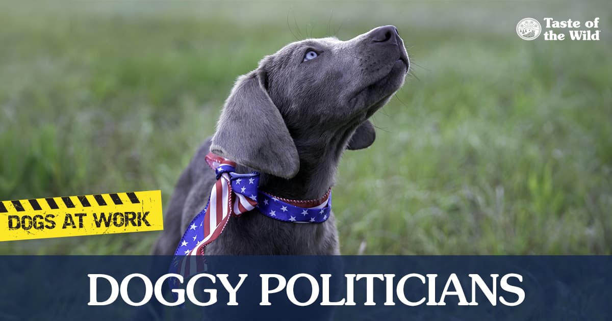 A gray dog looking up and wearing a patriotic bow around its neck.