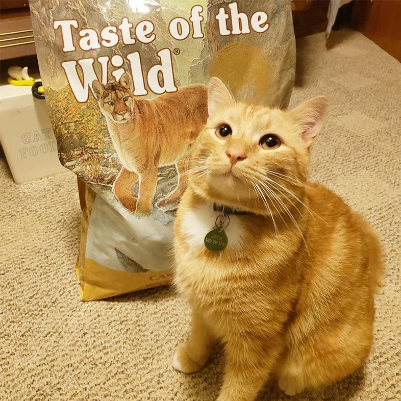Tabby Cat Posing with Taste of the Wild Bag | Taste of the Wild