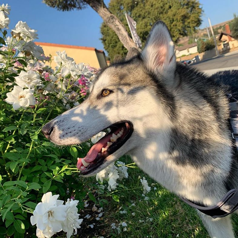 Husky Smelling Flowers | Taste of the Wild