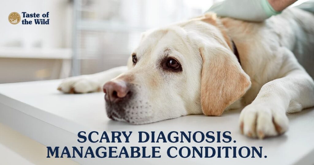 A yellow Labrador retriever lying down on a table while a veterinarian gently examines the dog with two hands.