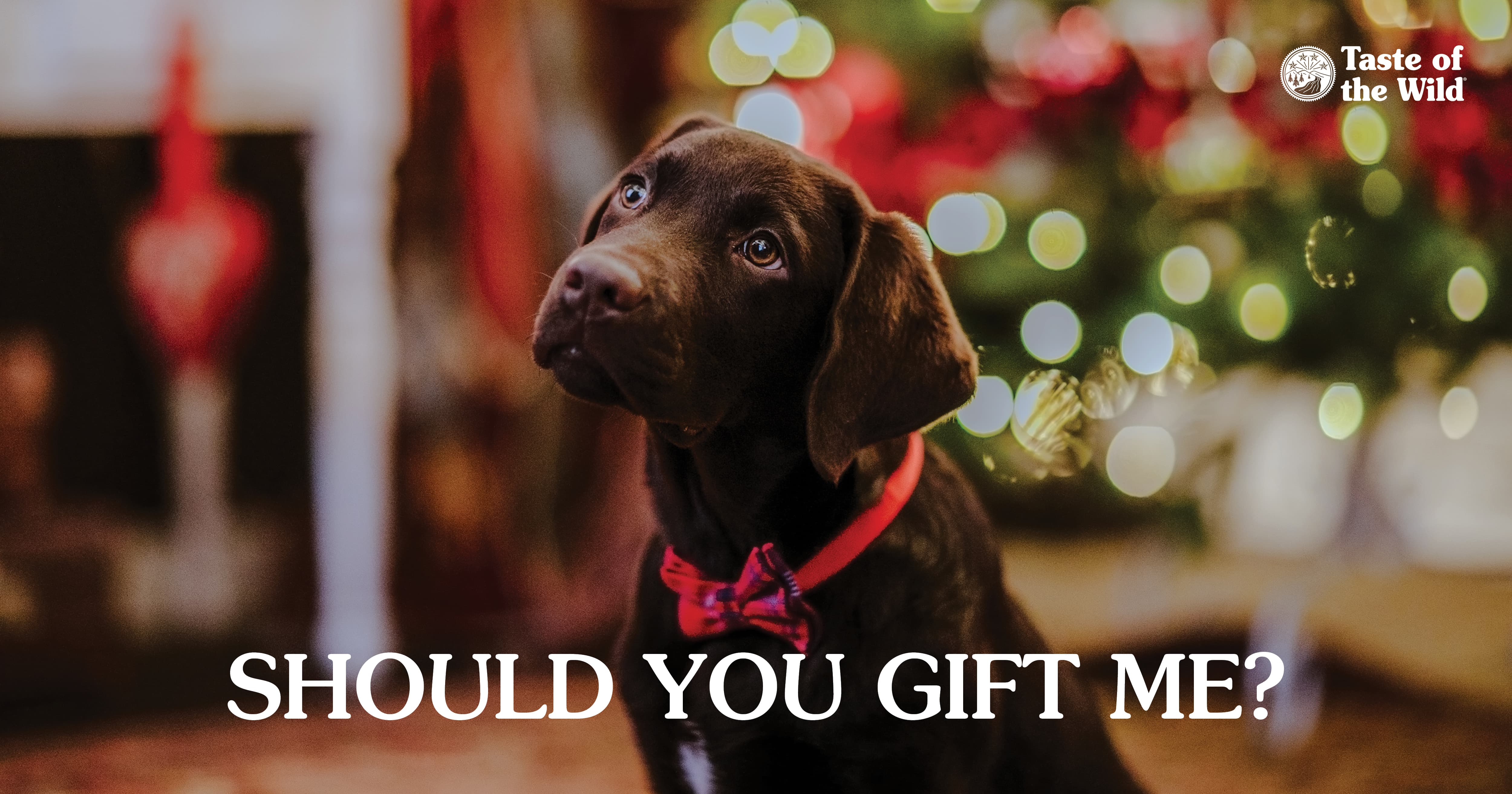 A brown puppy sitting in front of a Christmas tree with a red bow around its neck.