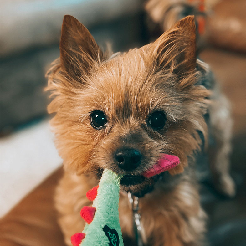 Silky Terrier Dog Pulling on a Toy | Taste of the Wild