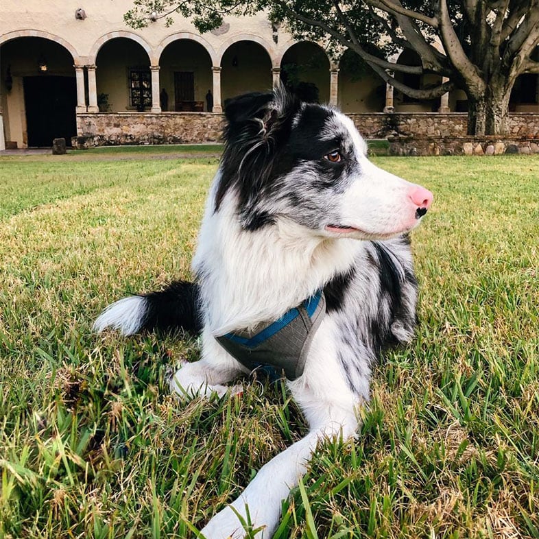 Border Collie Dog Lying on Grass in Courtyard | Taste of the Wild