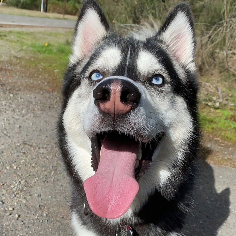 Husky With Tongue Out | Taste of the Wild