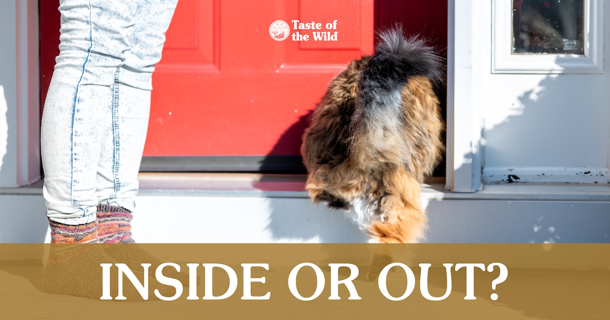 A long-haired cat walking through a front door from outside.