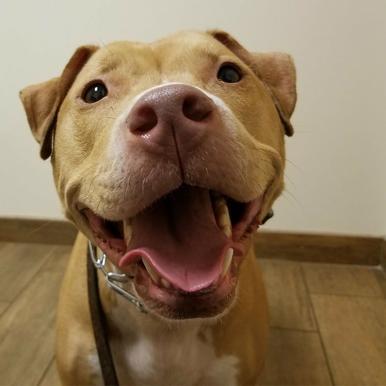 American Pit Bull Mix Dog Smiling | Taste of the Wild