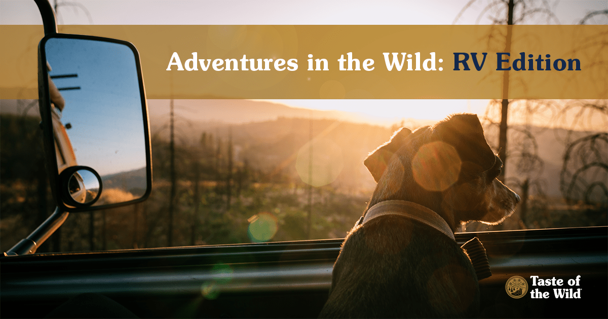 Dog Looking Out of Truck Window | Taste of the Wild