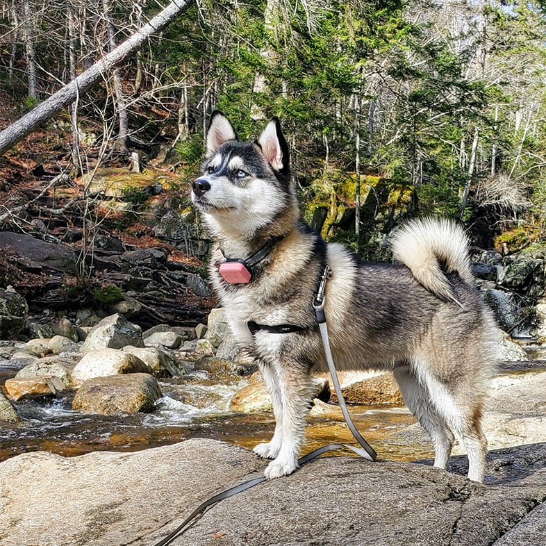 Pomsky Dog on Top of a Hiking Rock | Taste of the Wild