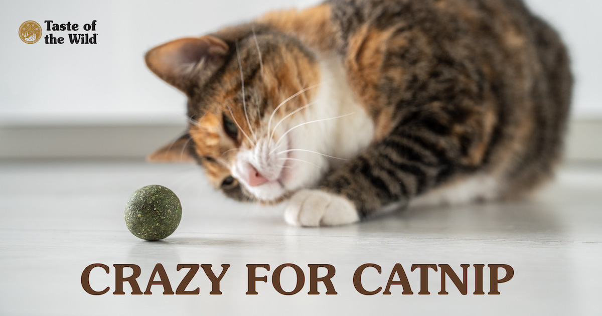 A black and tan striped cat lying on the floor staring at a ball of catnip.
