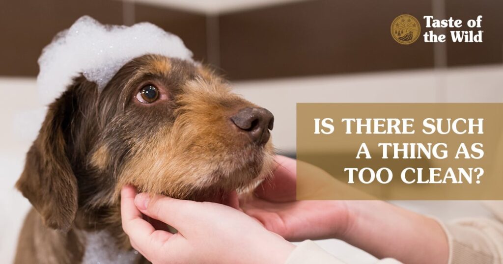 A brown dog with bubbles on its head getting bathed by two hands.