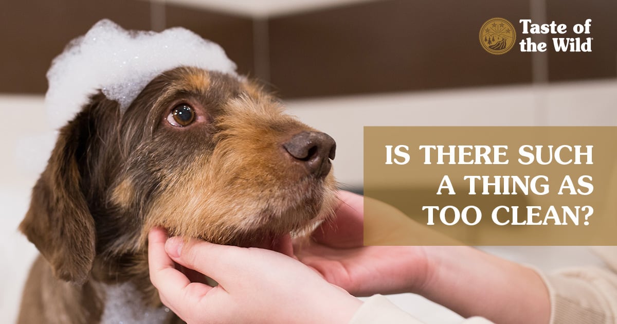 A brown dog with bubbles on its head getting bathed by two hands.