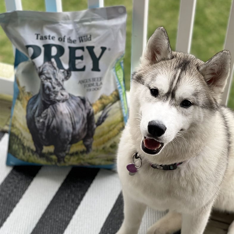 Siberian Husky Dog Sitting Next to Taste of the Wild PREY Food Bag | Taste of the Wild