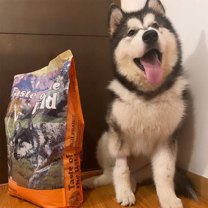 Husky Dog Sitting Next to Taste of the Wild Food Bag | Taste of the Wild