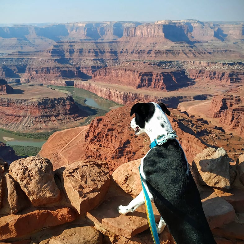 Pointer Mix Dog Looking Over a Canyon | Taste of the Wild