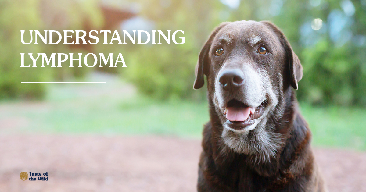 A brown dog sitting down next to text that reads, ‘Understanding Lymphoma’.