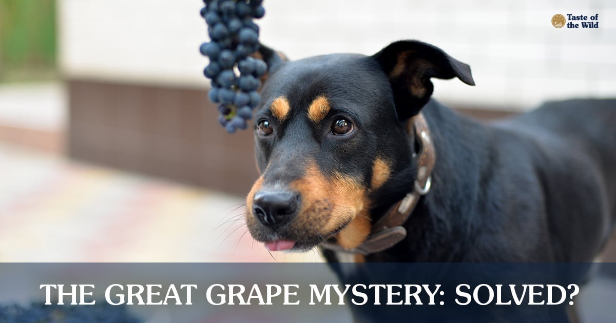A Black and Brown Dog Staring at Hanging Grapes | Taste of the Wild