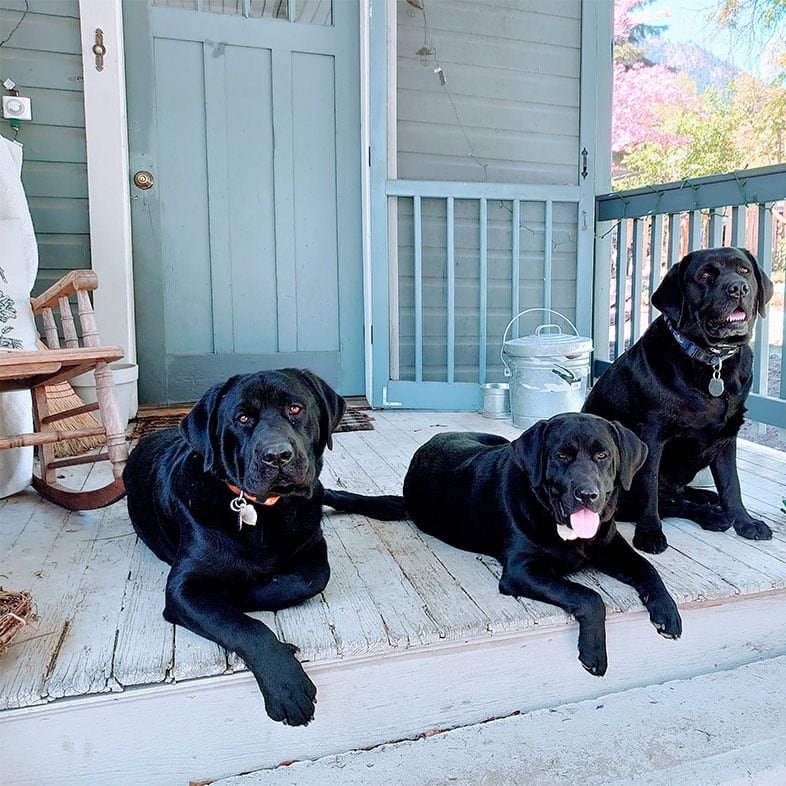 Three Black Labrador Retrievers on a Porch | Taste of the Wild