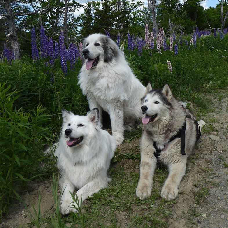Two Siberian Huskies and a Great Pyrenees Lying on Grass with Tongues Out | Taste of the Wild