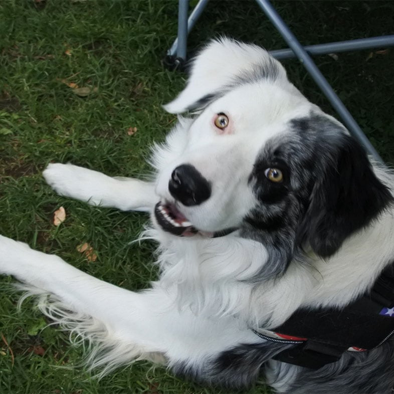 Border Collie Sitting on Grass Looking Up | Taste of the Wild