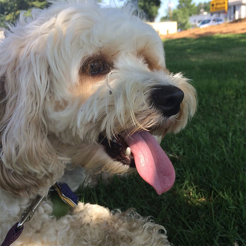 Cockapoo Lying on Grass with Tongue Out | Taste of the Wild