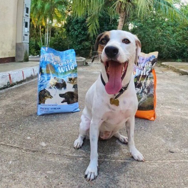 Dog Sitting in Front of Taste of the Wild Food Bags | Taste of the Wild