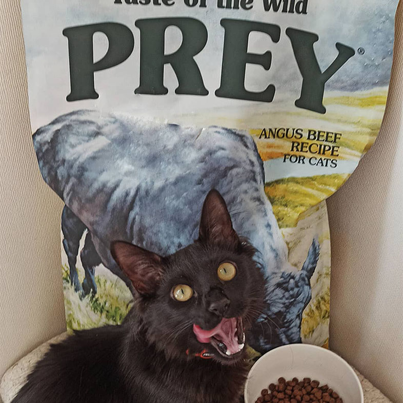 Black Cat In Front of Taste of the Wild Prey Food Bag | Taste of the Wild