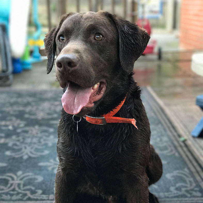 Chocolate Labrador Sitting with Tongue Out | Taste of the Wild