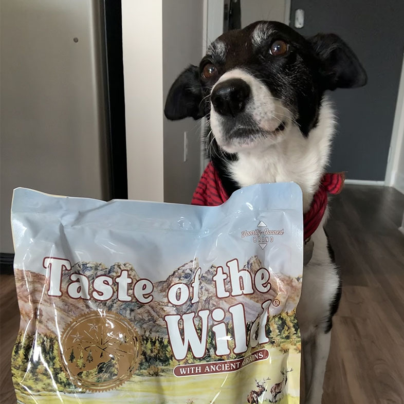Border Collie Mix Standing Behind a Taste of the Wild Food Bag | Taste of the Wild