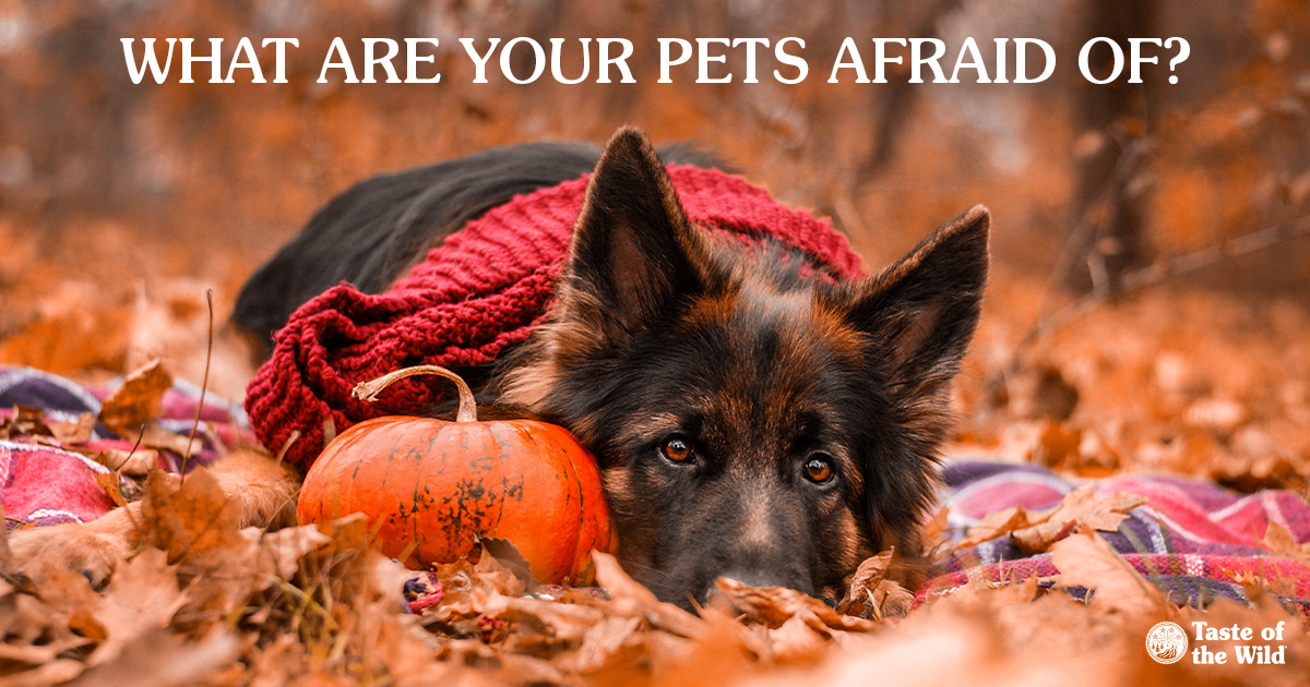 Dog Lying on Blanket Near Pumpkin and Leaves | Taste of the Wild