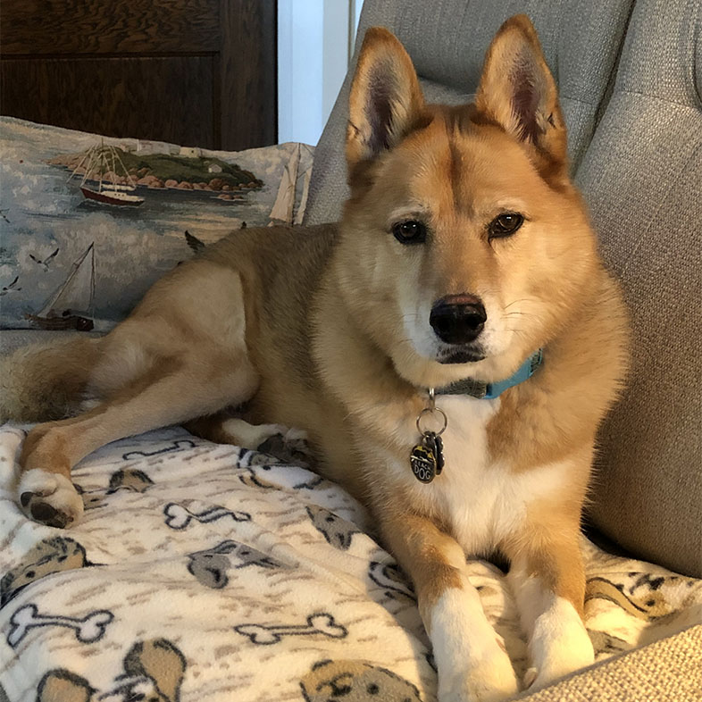 Husky Shiba Mix Lying on Couch | Taste of the Wild