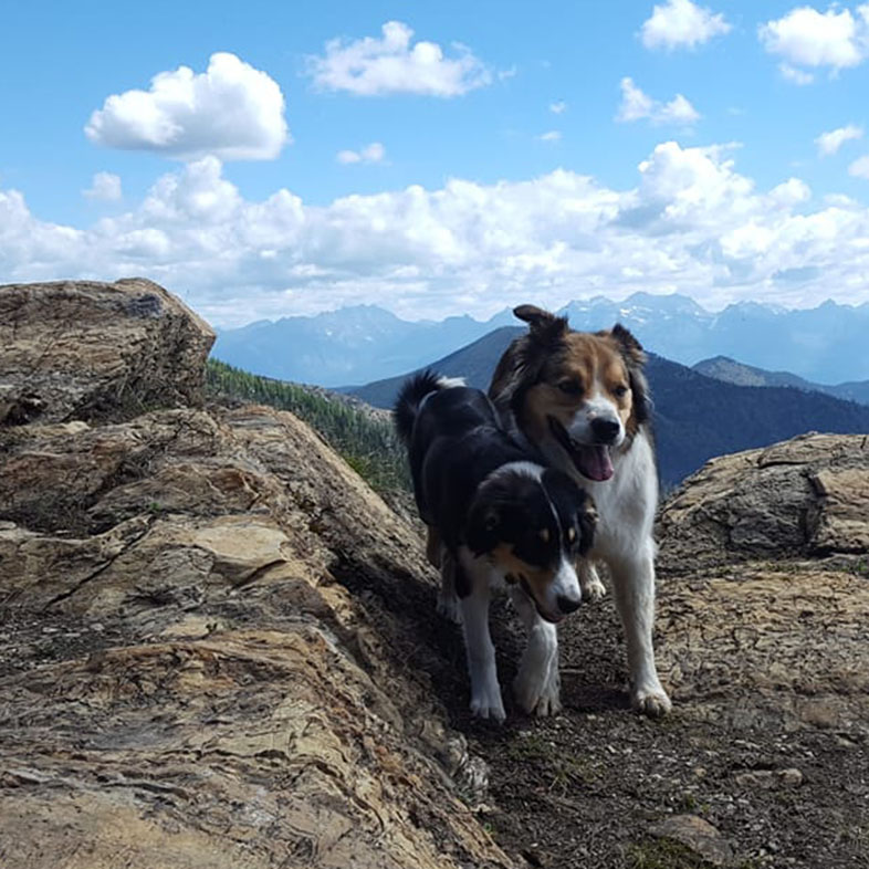 Two Dogs On Hiking Rock | Taste of the Wild