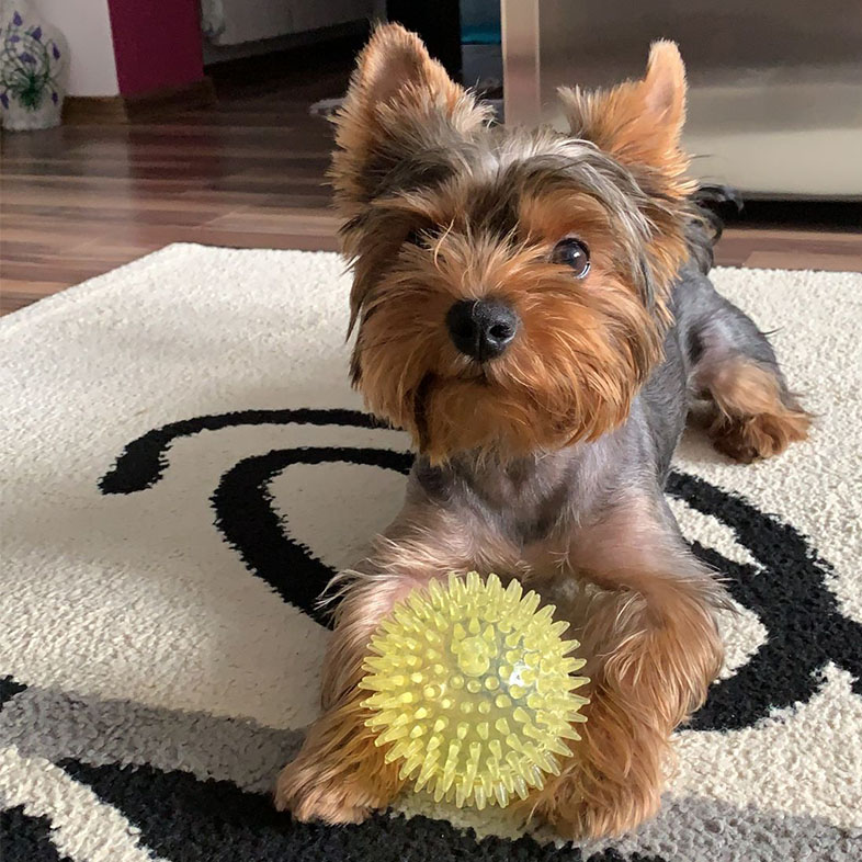 Yorkshire Terrier Sitting on Carpet with Ball | Taste of the Wild