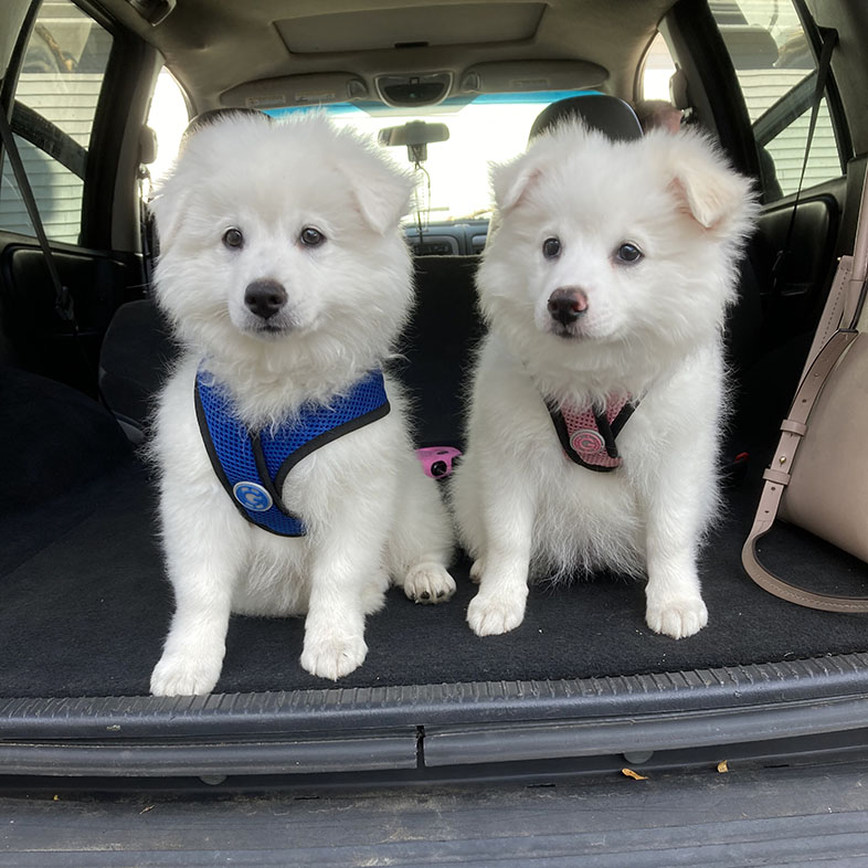 Two American Eskimo Puppies in Back of Car | Taste of the Wild