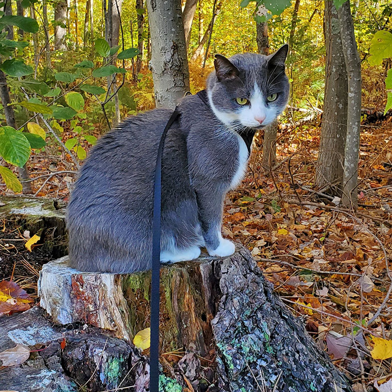 Cat Wearing Leash on Tree Trunk | Taste of the Wild