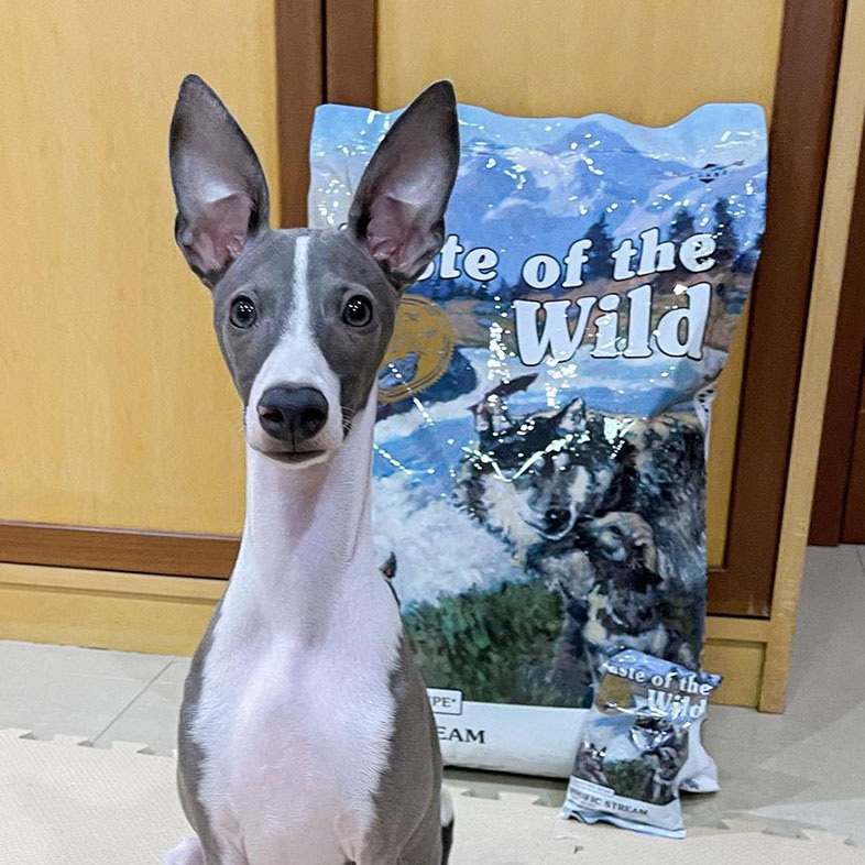 Dog Sitting in Front of Taste of the Wild Food Bag | Taste of the Wild