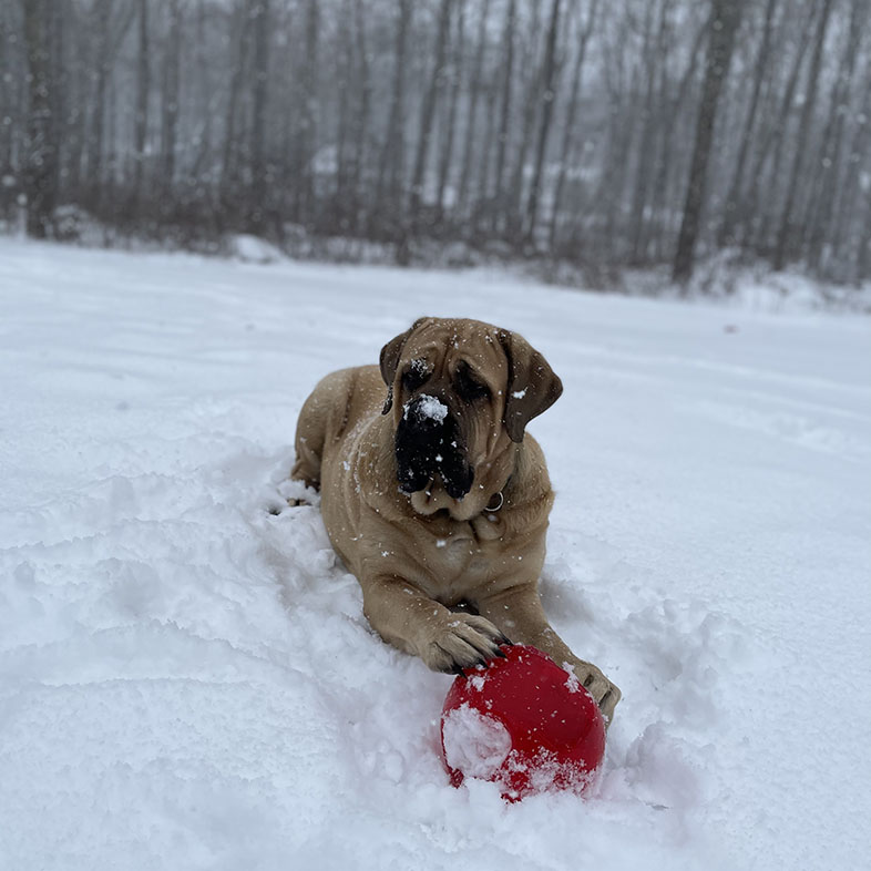 English Mastiff Lying in Snow with Toy | Taste of the Wild