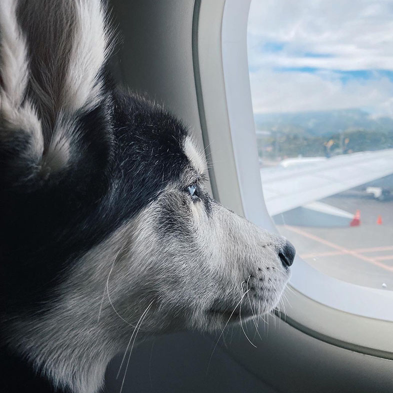 Husky Looking Out Airplane Window | Taste of the Wild
