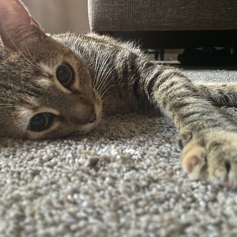 Tabby Lying on Carpet Reaching Paw | Taste of the Wild