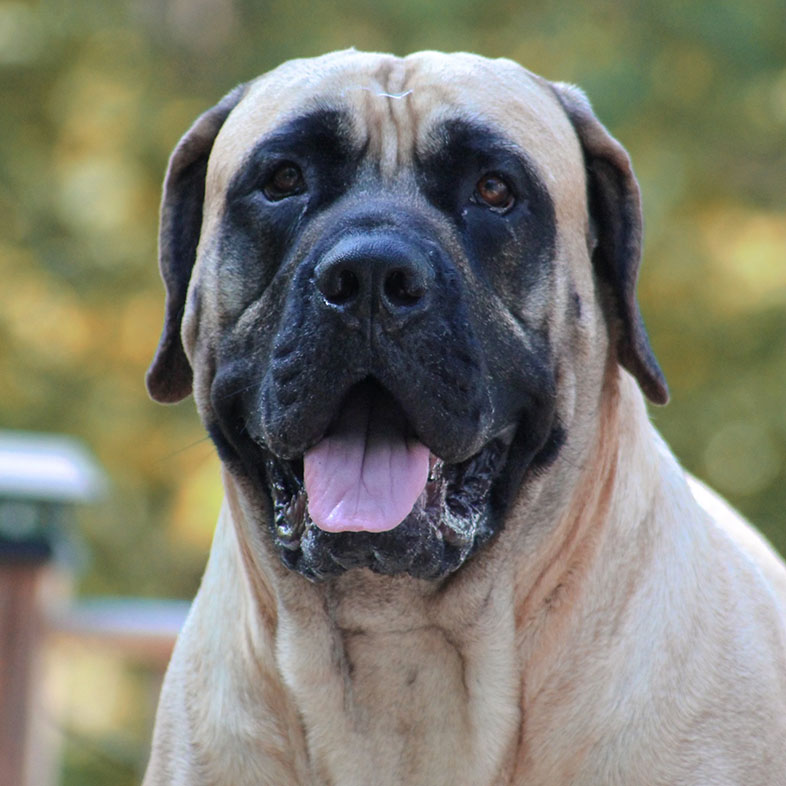 American Mastiff Sticking Tongue Out | Taste of the Wild