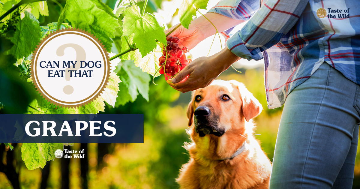 A brown dog looking at its owner harvesting grapes off the vine.
