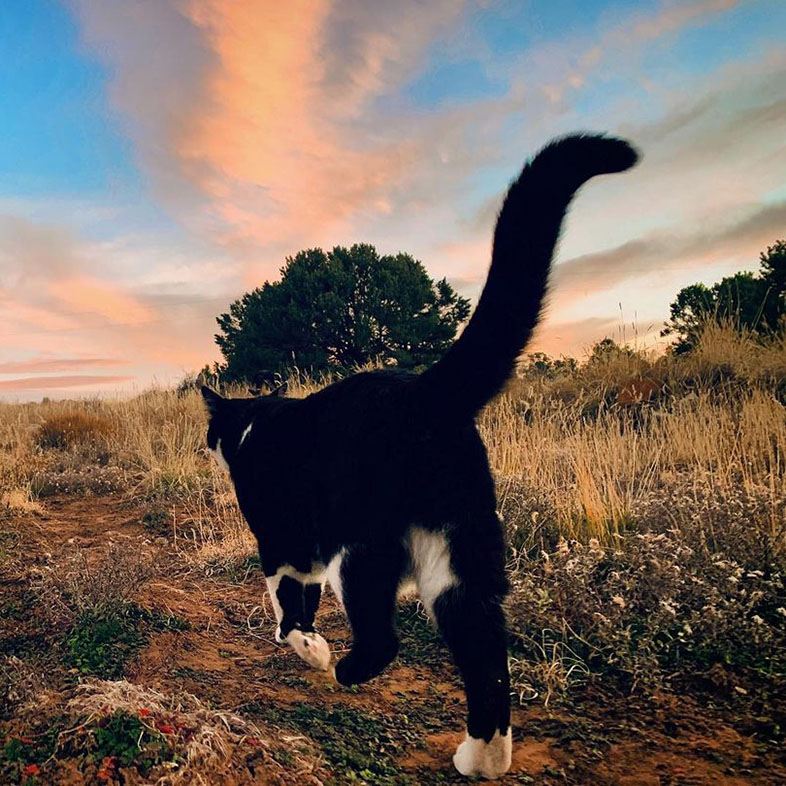 Black Cat Roaming Through Field | Taste of the Wild