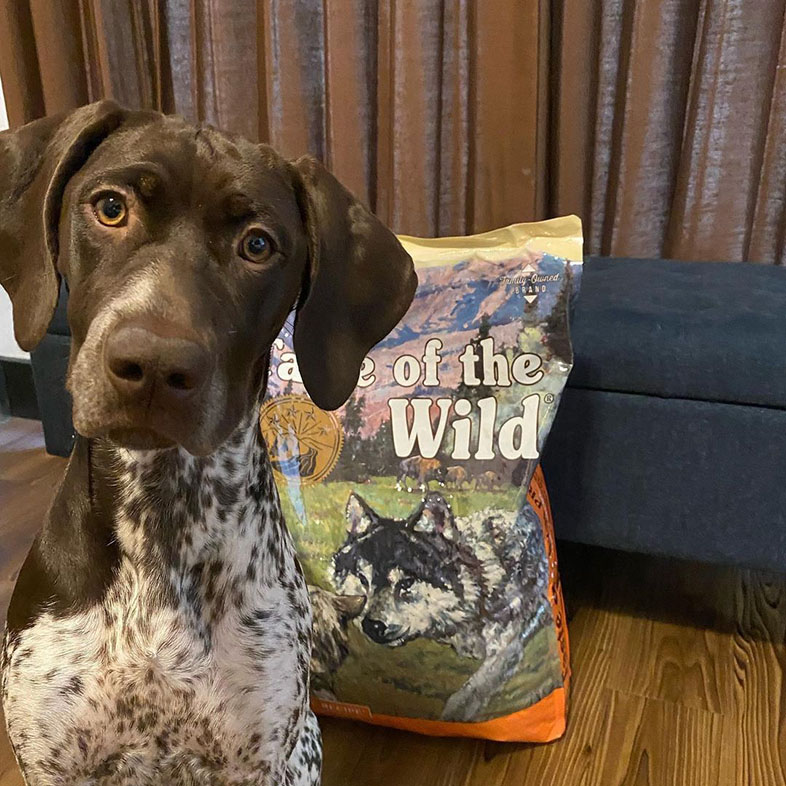 German Shorthaired Pointer Standing by Taste of the Wild Food Bag | Taste of the Wild