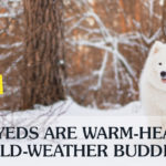 Samoyed Walking on Snow | Taste of the Wild
