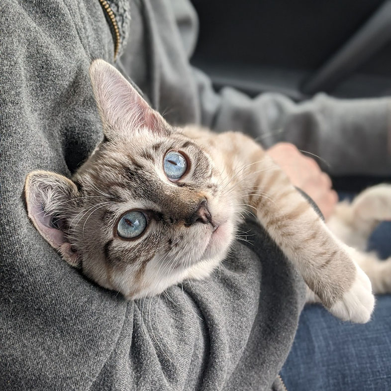 Siamese and Tabby Mix in Owner's Arms | Taste of the Wild