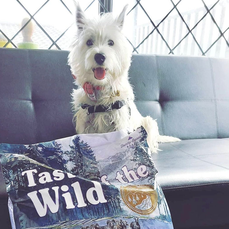 West Highland White Terrier Next to Taste of the Wild Food Bag | Taste of the Wild