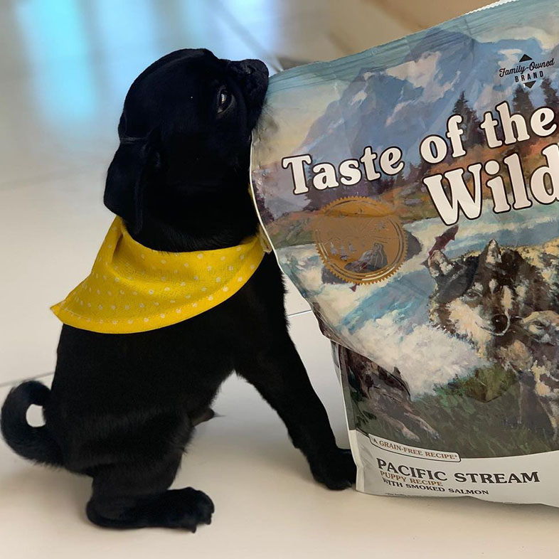 Black Pug Pulling Taste of the Wild Food Bag | Taste of the Wild