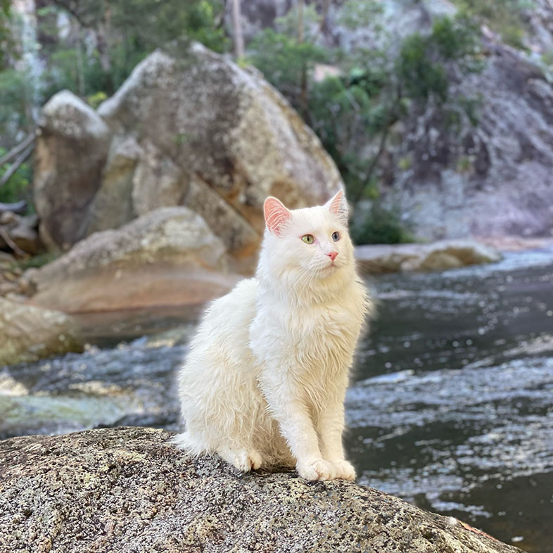 Cat Sitting on Rock by Water | Taste of the Wild