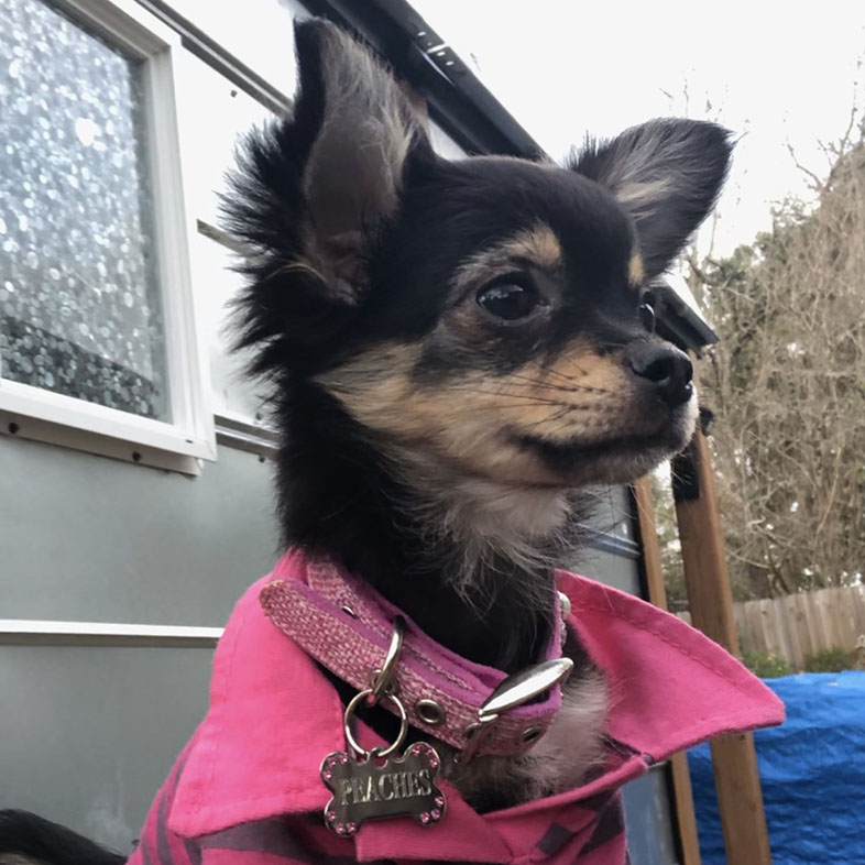 Chihuahua Wearing Coat Outside | Taste of the Wild