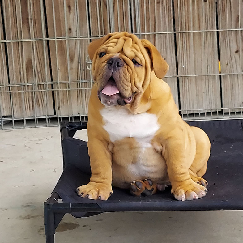 English Bulldog Sitting with Tongue Out | Taste of the Wild