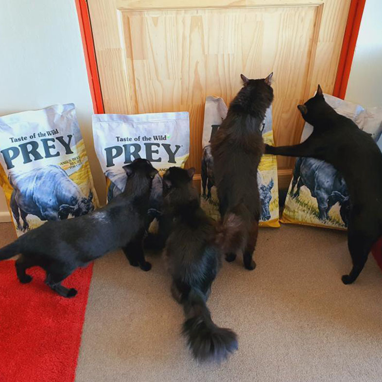Four Cats Smelling Four Taste of the Wild PREY Bags | Taste of the Wild